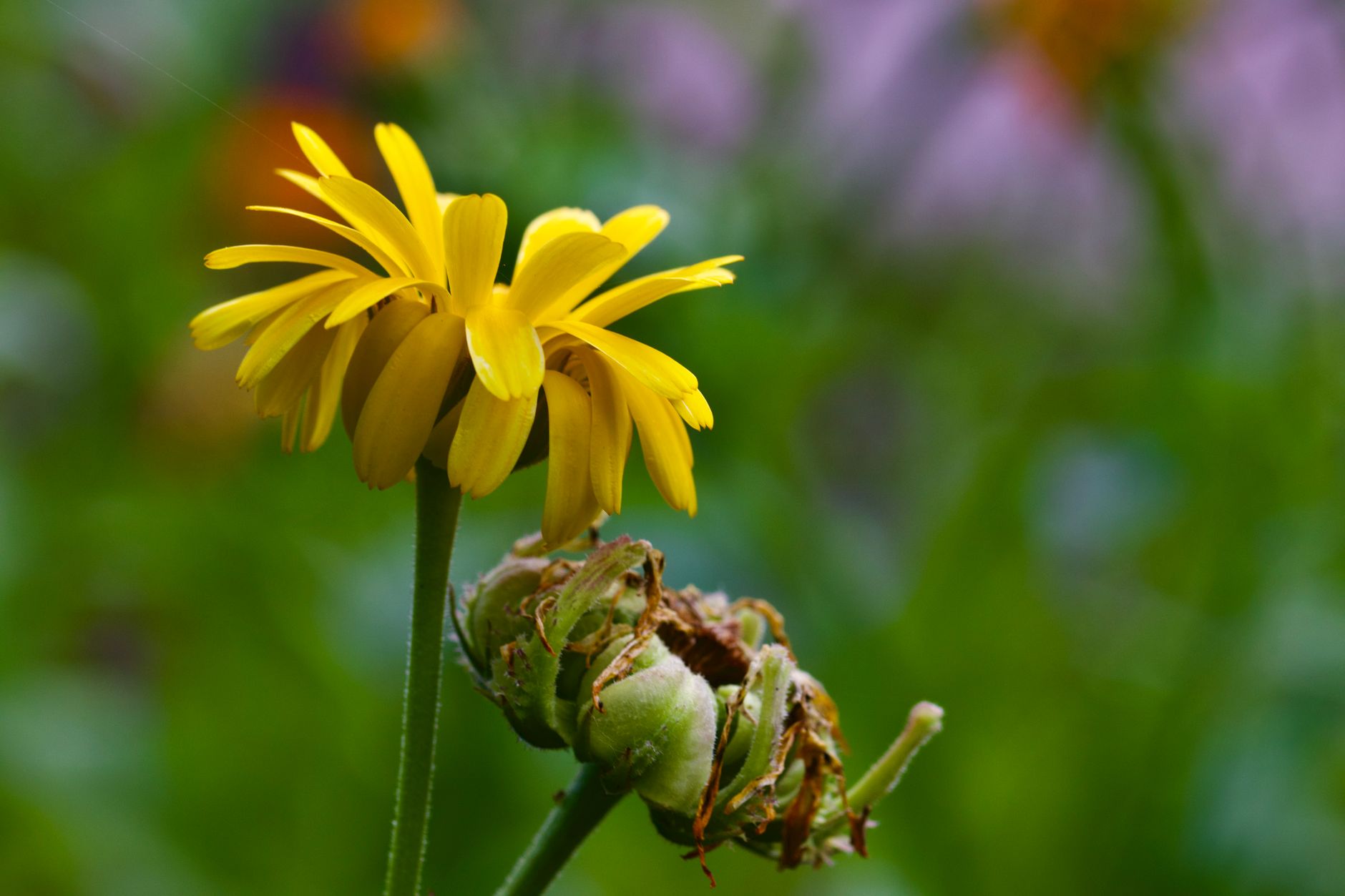 Arnica montana, Oral Herbal Arnica Can Cause Serious Toxicity Arnica montana, Oral Herbal Arnica Can Cause Serious Toxicity