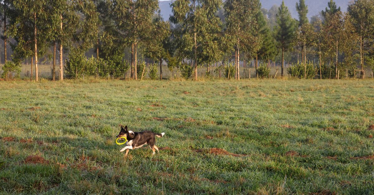 Comment améliorer la mobilité des animaux âgés : 5 conseils pratiques