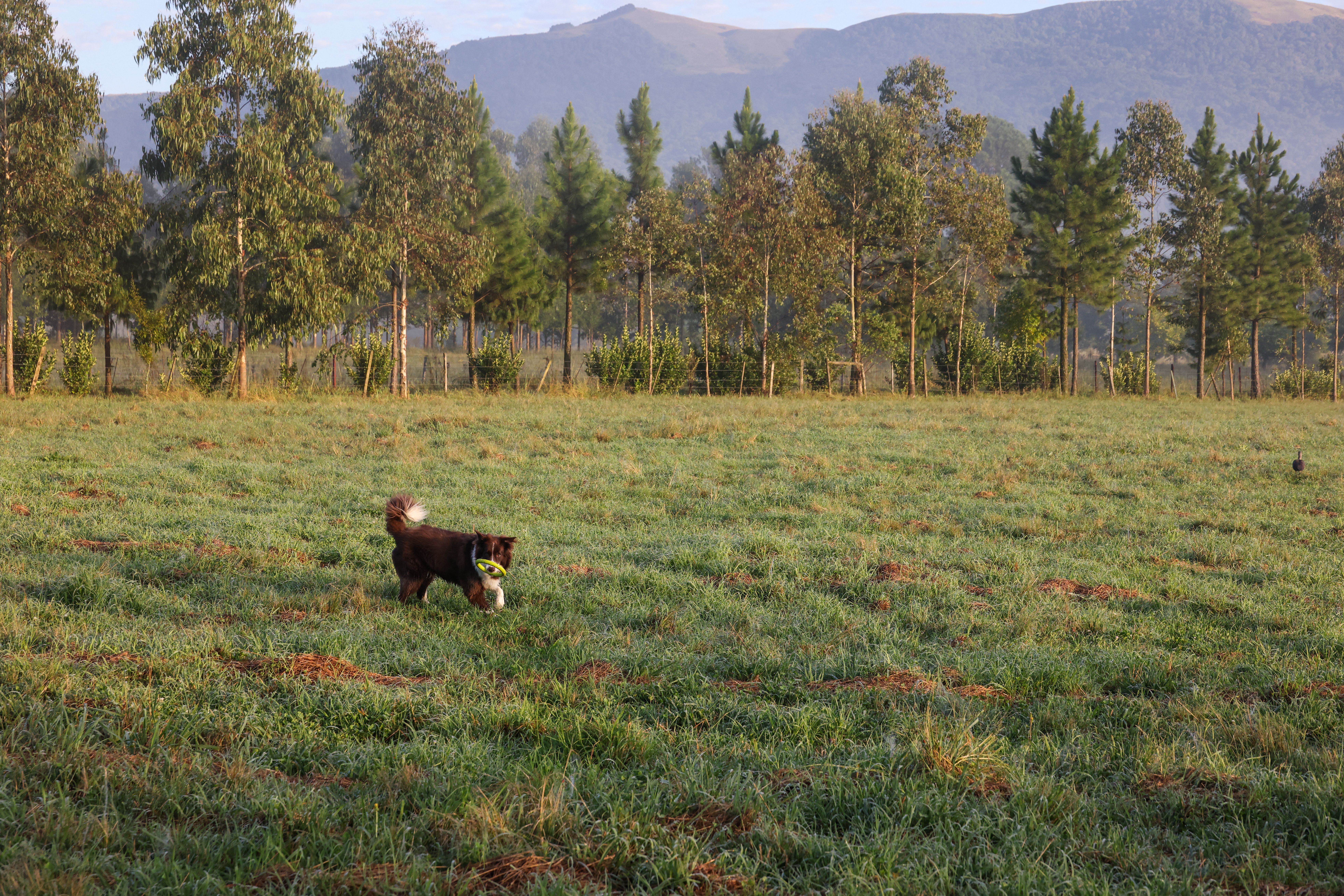 A playful dog with a toy in a misty meadow at sunrise, surrounded by trees and mountains.