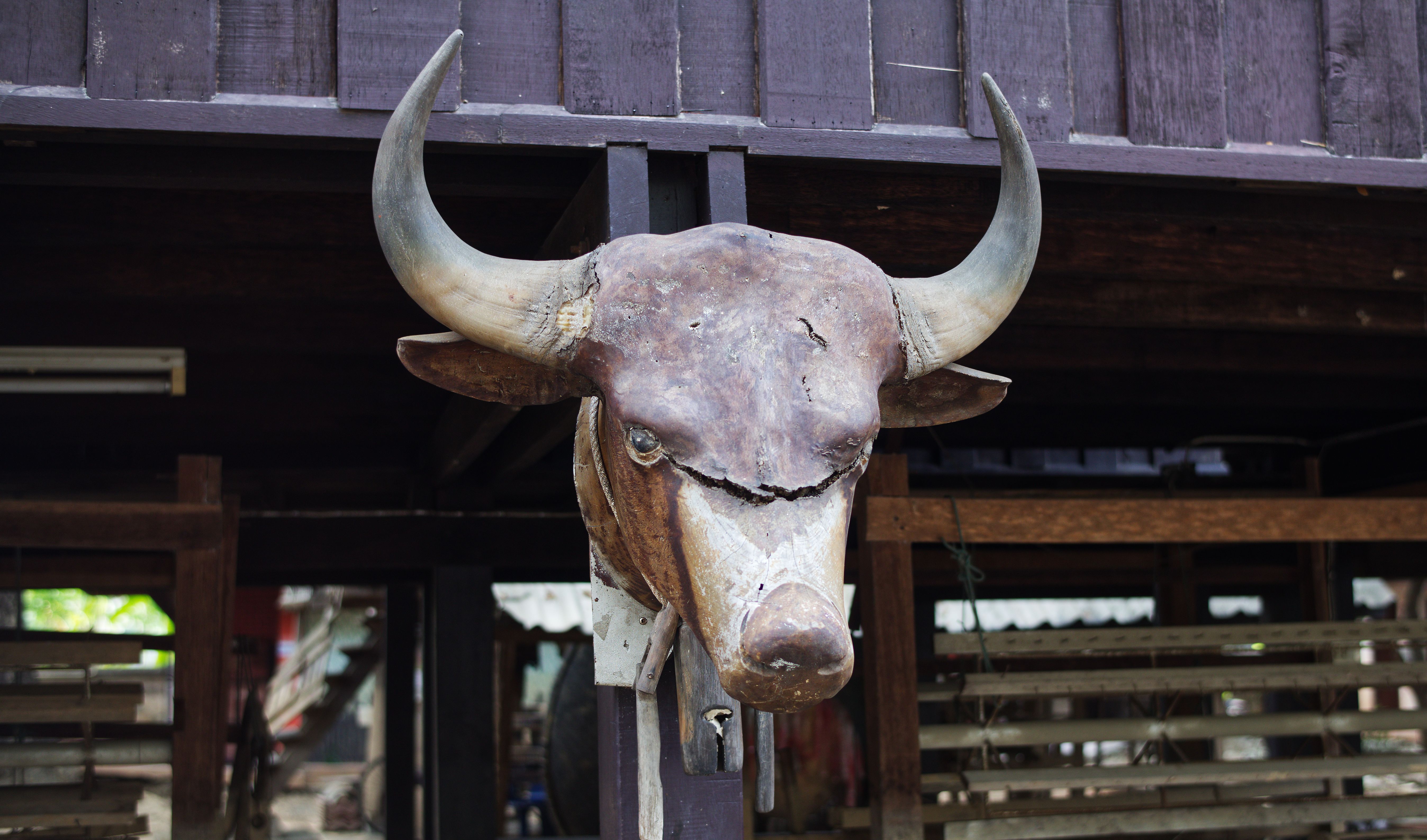 Rustic Bull Head Decor in Chiang Mai · Free Stock Photo