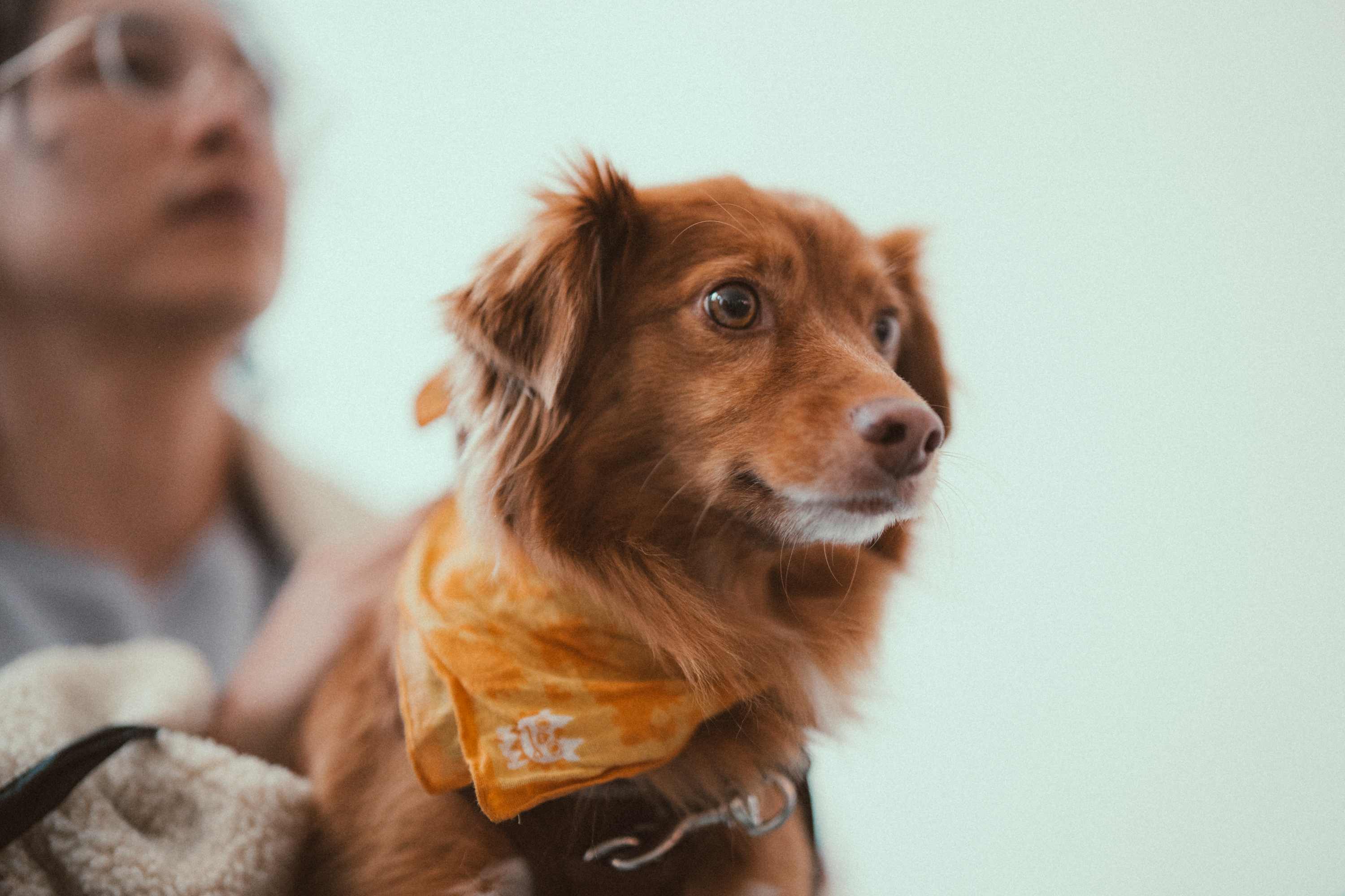 pet bandanas