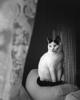 cat photo