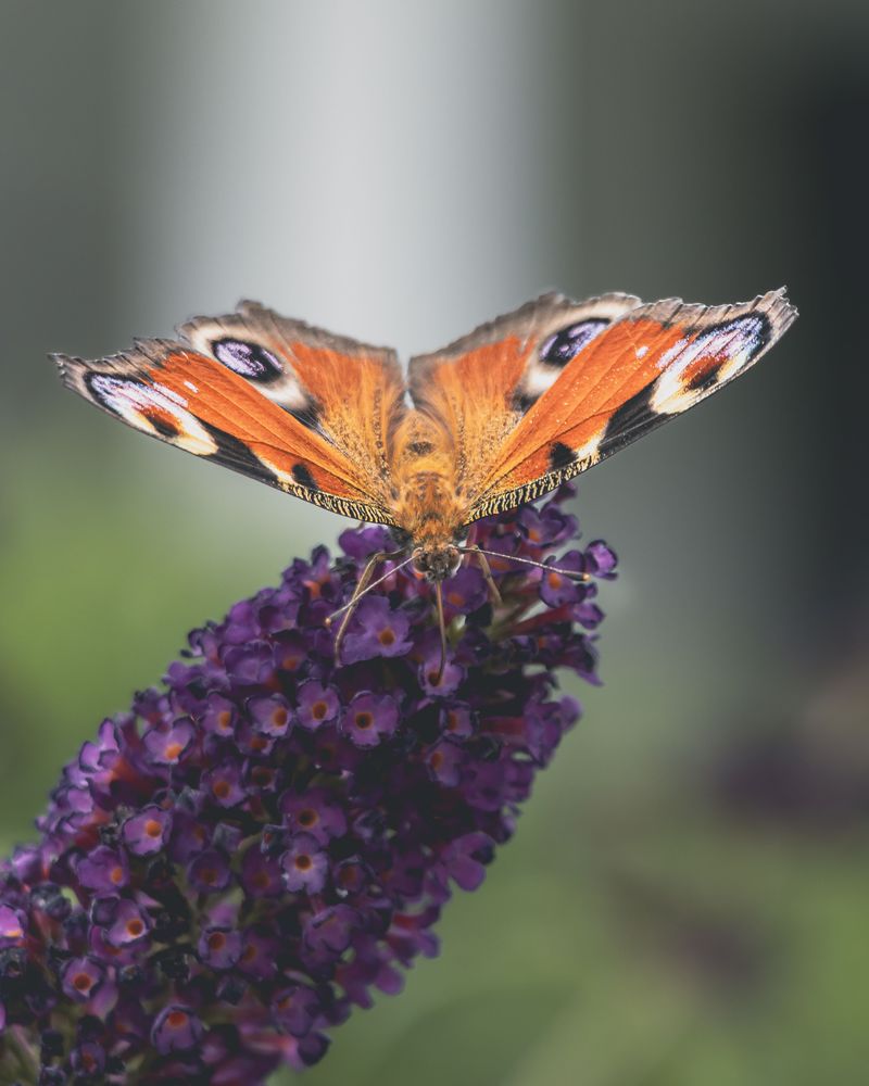 Vibrant Butterfly Photos Download The BEST Free Vibrant Butterfly vibrant-butterfly-photos-download-the-best-free-vibrant-butterfly