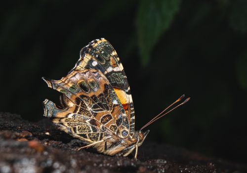Free Detailed close-up of a Painted Lady butterfly resting on a surface, showcasing its intricate wing patterns. Stock Photo