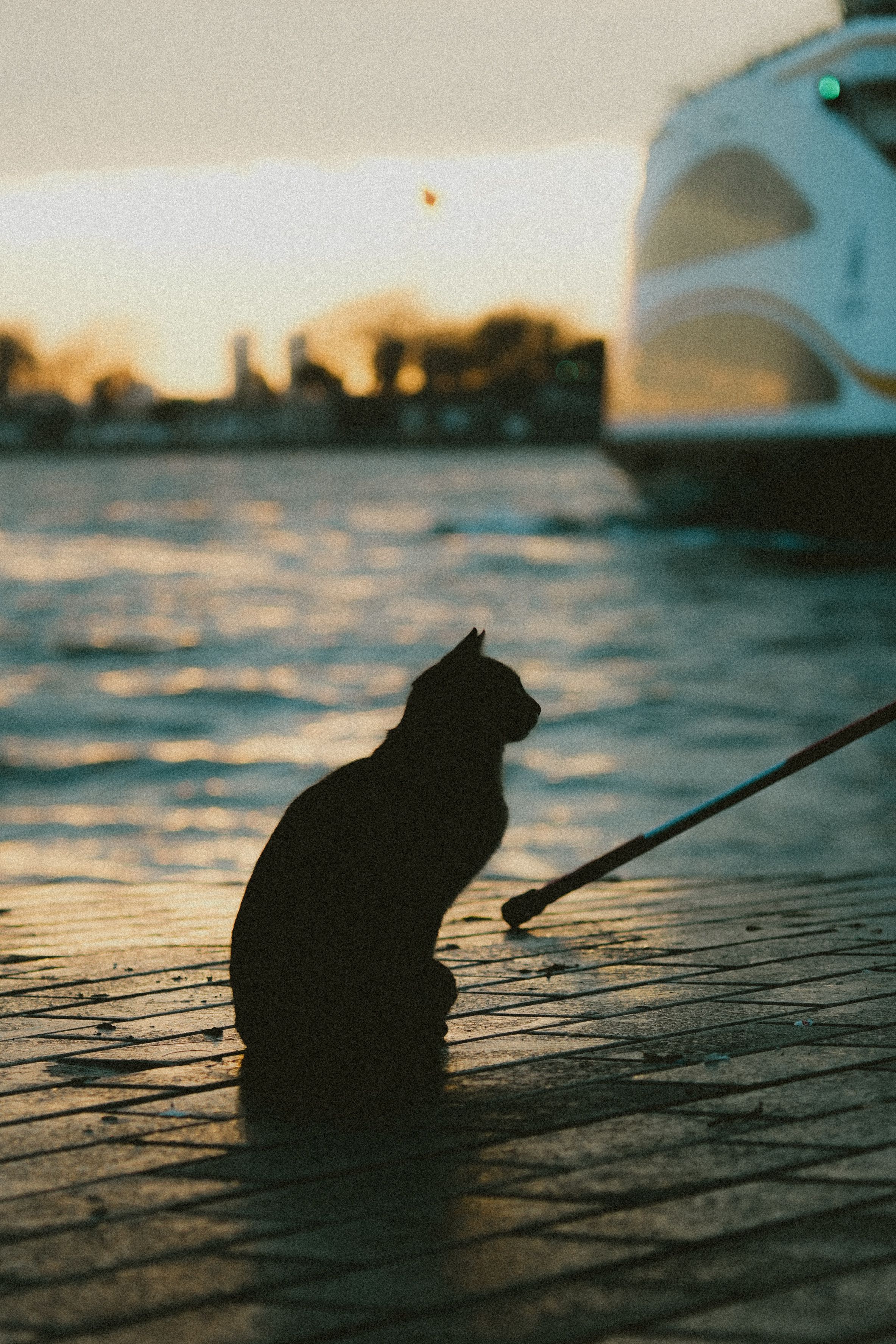 Kostenlos Silhouette einer Katze, die bei Sonnenuntergang am Wasser sitzt, im Hintergrund ein Boot. Stock-Foto