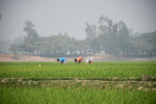 Free Three farmers tending rice fields in Rangpur, Bangladesh, under a misty sky. Stock Photo