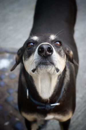 Dog stock photo used for demo profile Shadow