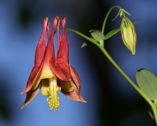 Free Beautiful red columbine flower with yellow center against a clear blue background, showcasing nature's beauty. Stock Photo