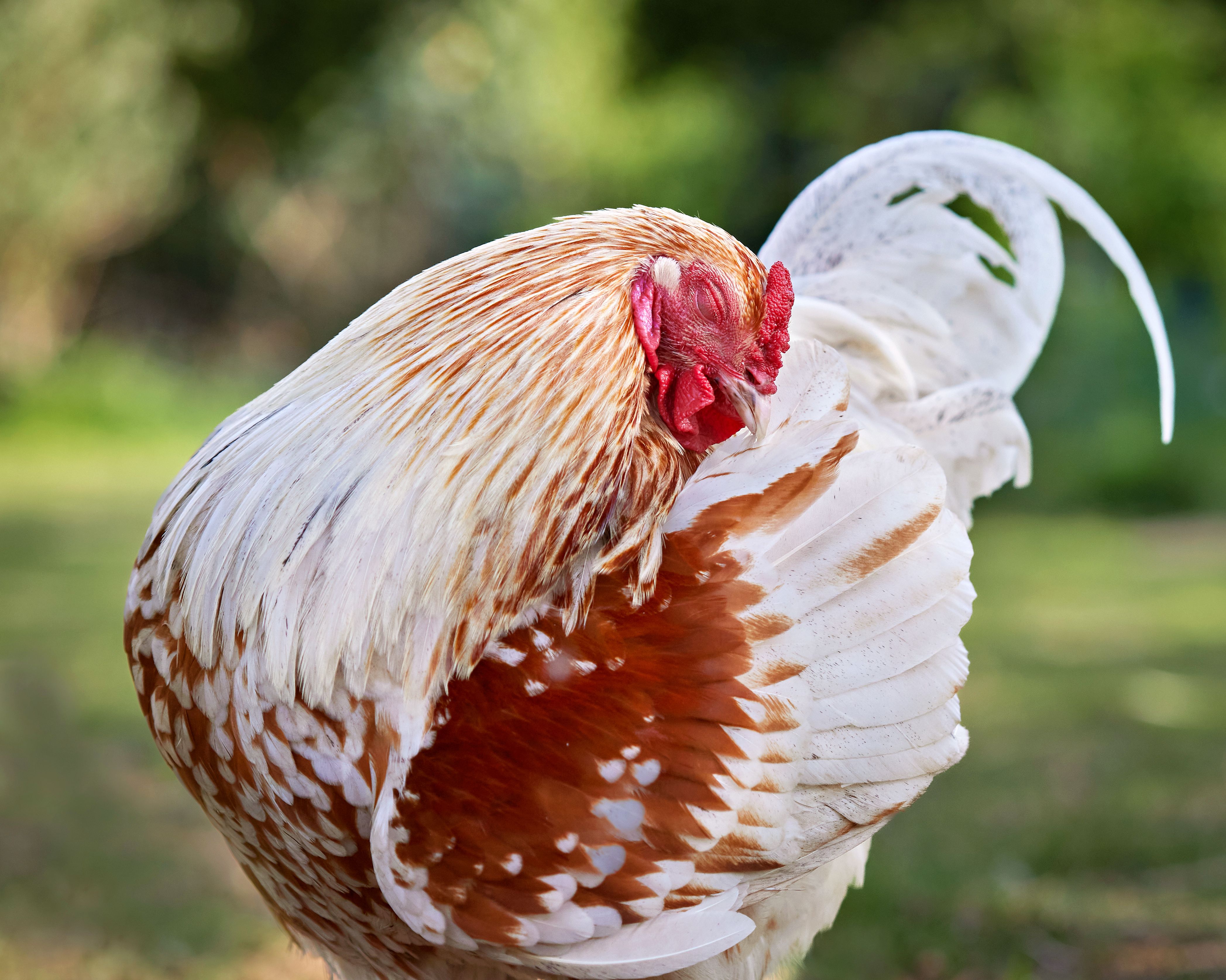 A peaceful rooster with striking plumage preens outdoors, exuding rural tranquility.