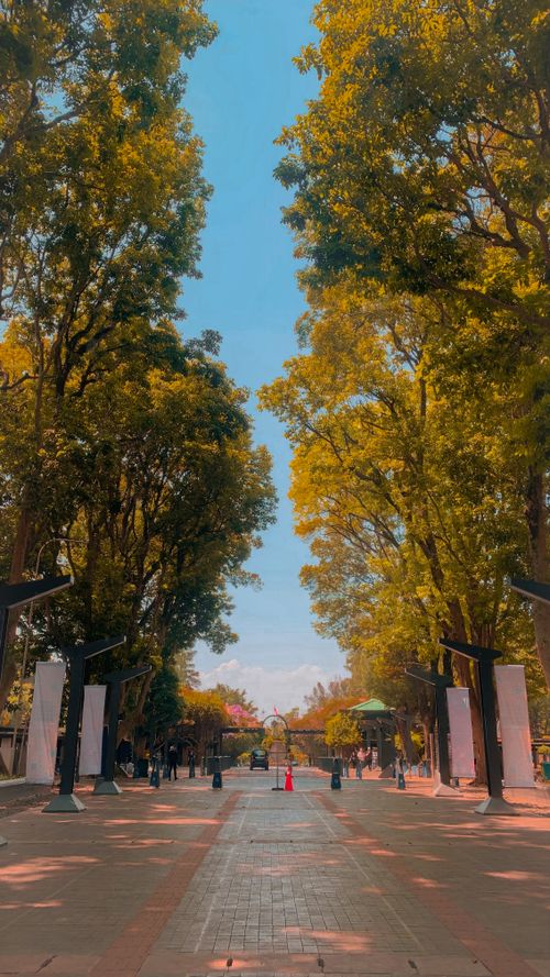 Free Serene daylight view of a tree-lined street in Bandung, inviting pedestrians to enjoy the natural beauty. Stock Photo