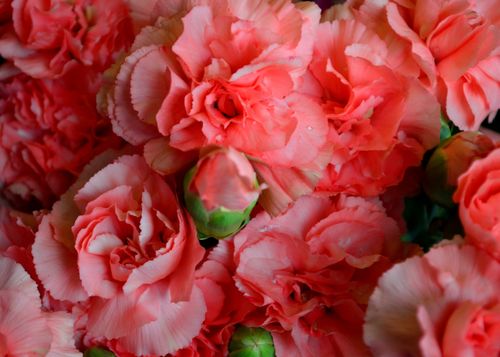 Free Close-up of vibrant pink carnations showcasing ruffled petals and natural elegance. Stock Photo