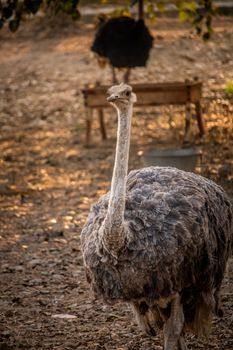 Ostrich