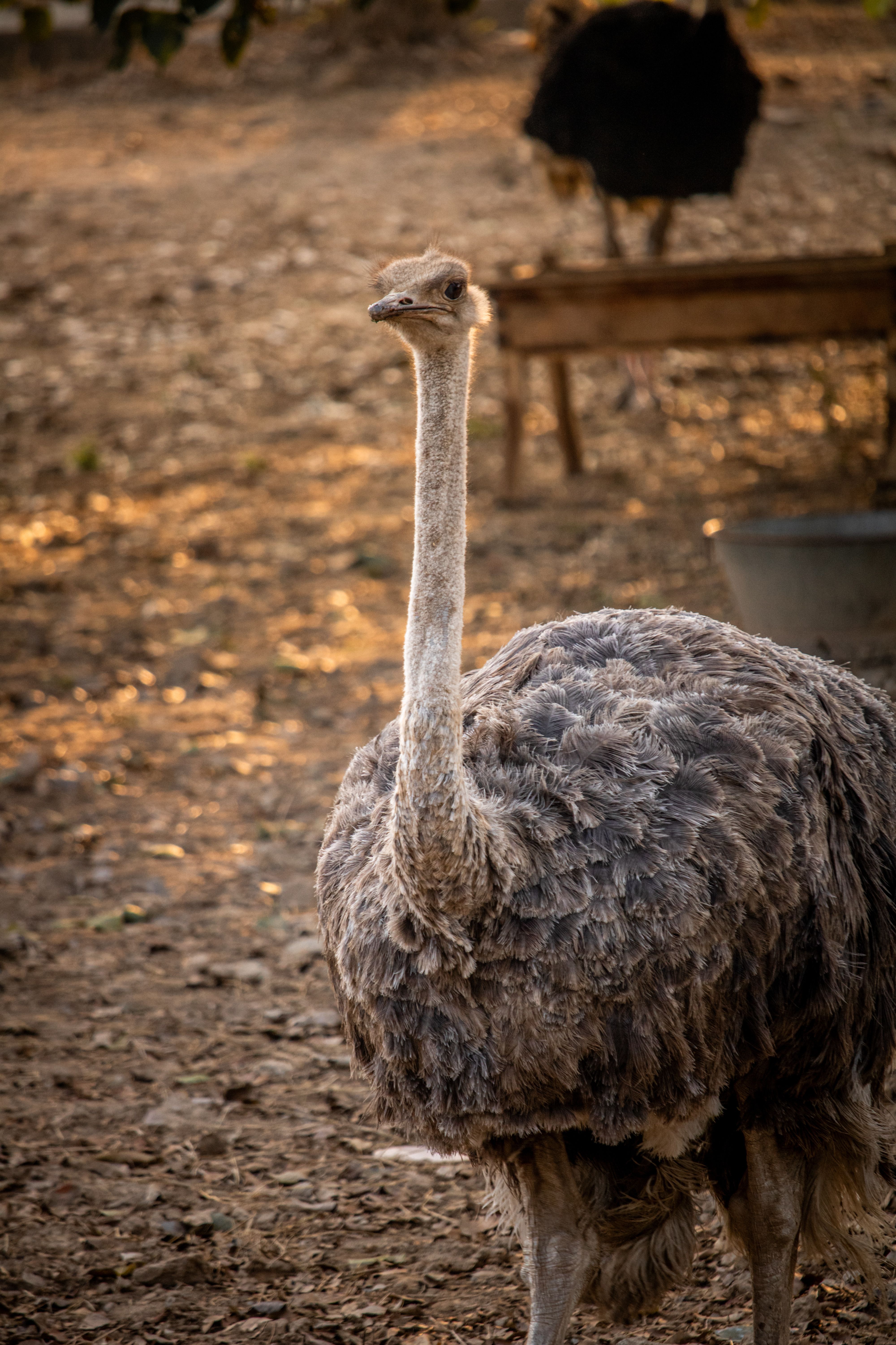 Wildlife Close-Up of Ostrich in Natural Habitat · Free Stock Photo