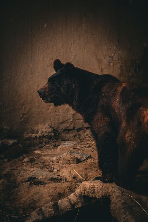 Free A stunning portrait of a brown bear in a rustic natural setting, showcasing its powerful presence. Stock Photo
