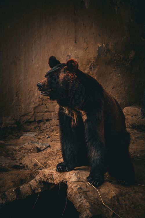 Free A captivating image of a brown bear sitting in a rustic setting, emanating strength and resilience. Stock Photo
