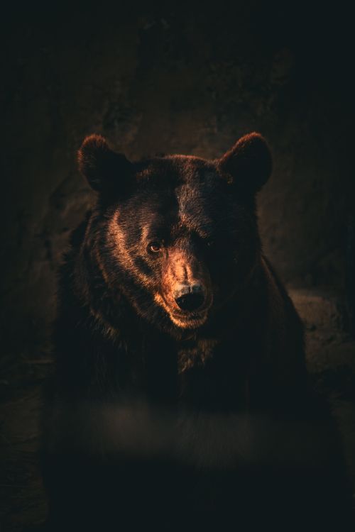 Free Dark and moody image of a black bear, showcasing its wild nature in a dimly lit environment. Stock Photo