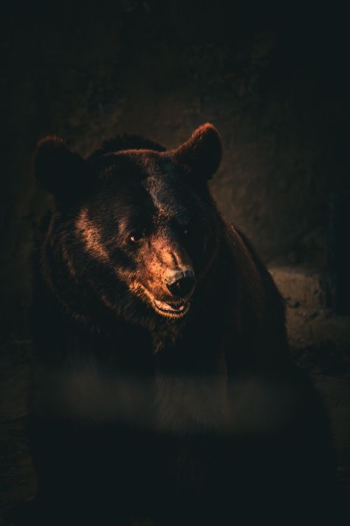 Free Dramatic close-up of a brown bear highlighting its fur texture against a dark background. Stock Photo