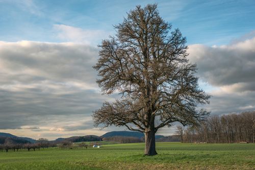 Free Majestic solitary tree in a green field, set against a vibrant blue sky with swirling clouds. Stock Photo