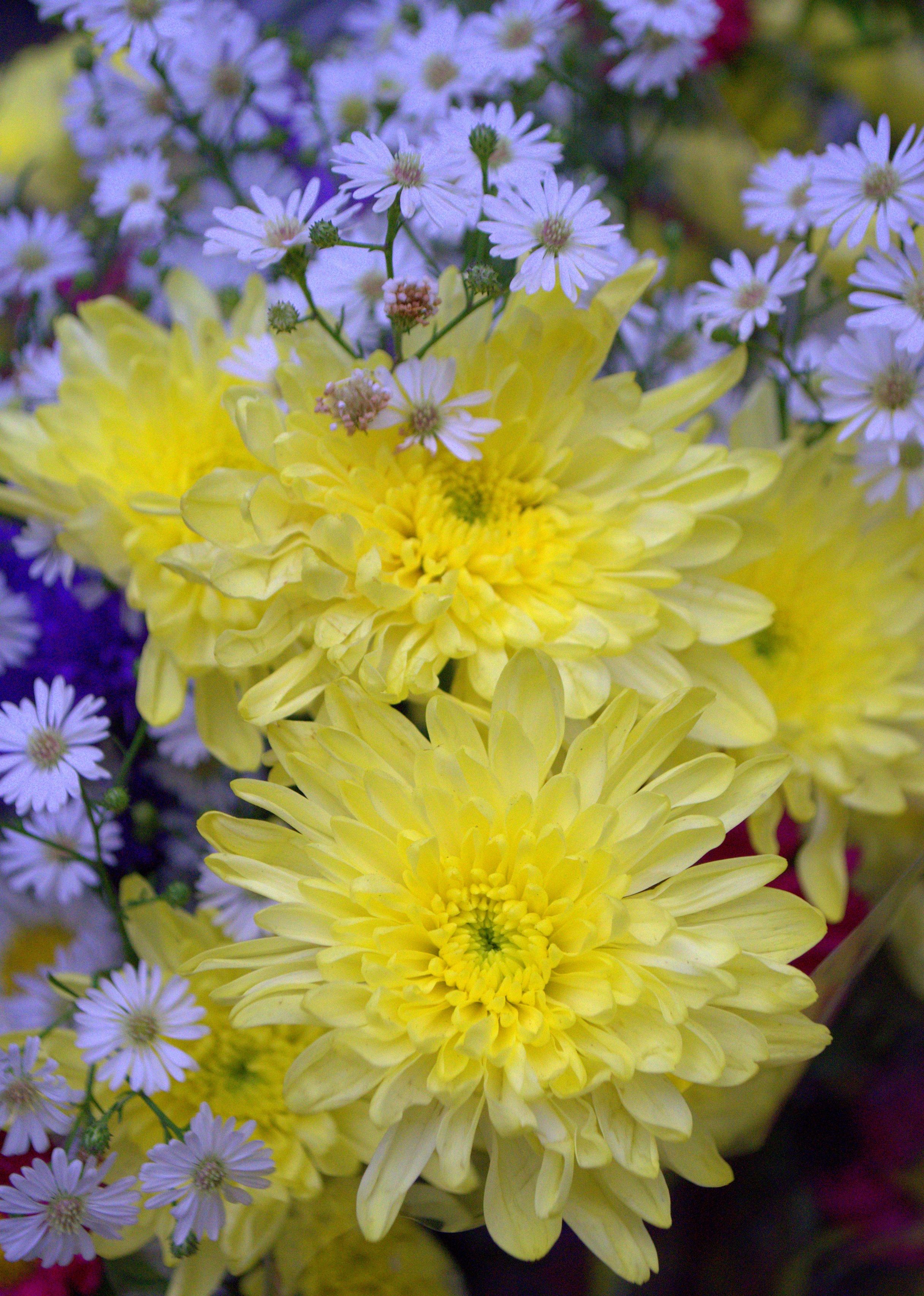 [ColoSach]-colorful-display-of-yellow-chrysanthemums-and-daisies-in-full-bloom.