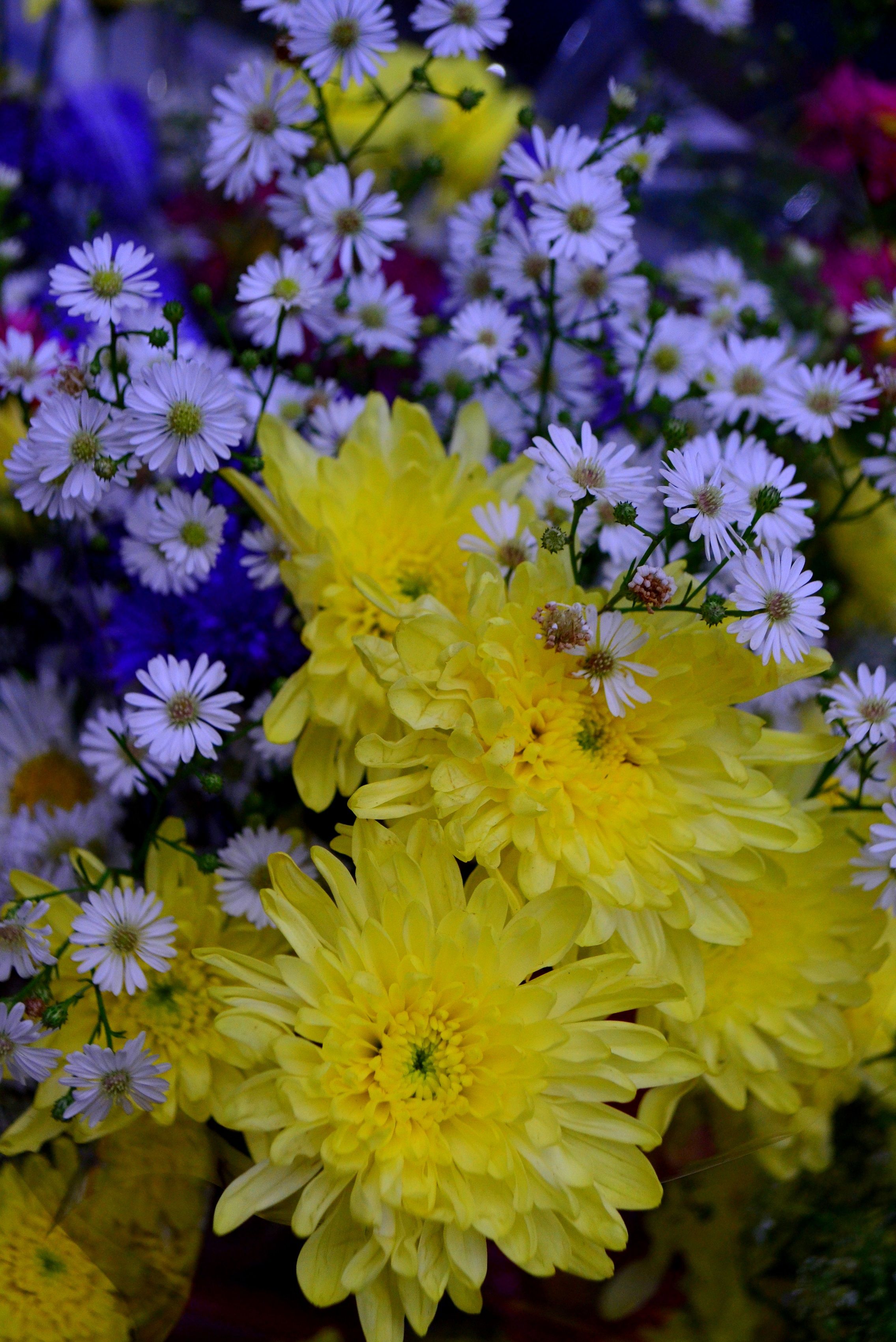 [ColoSach]-a-stunning-floral-arrangement-of-yellow-chrysanthemums-and-white-daisies,-showcasing-natural-elegance-and-vibrant-colors.