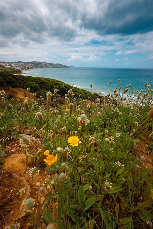 Free Stunning view of Morocco's coastline with wildflowers in the foreground under a cloudy sky. Stock Photo