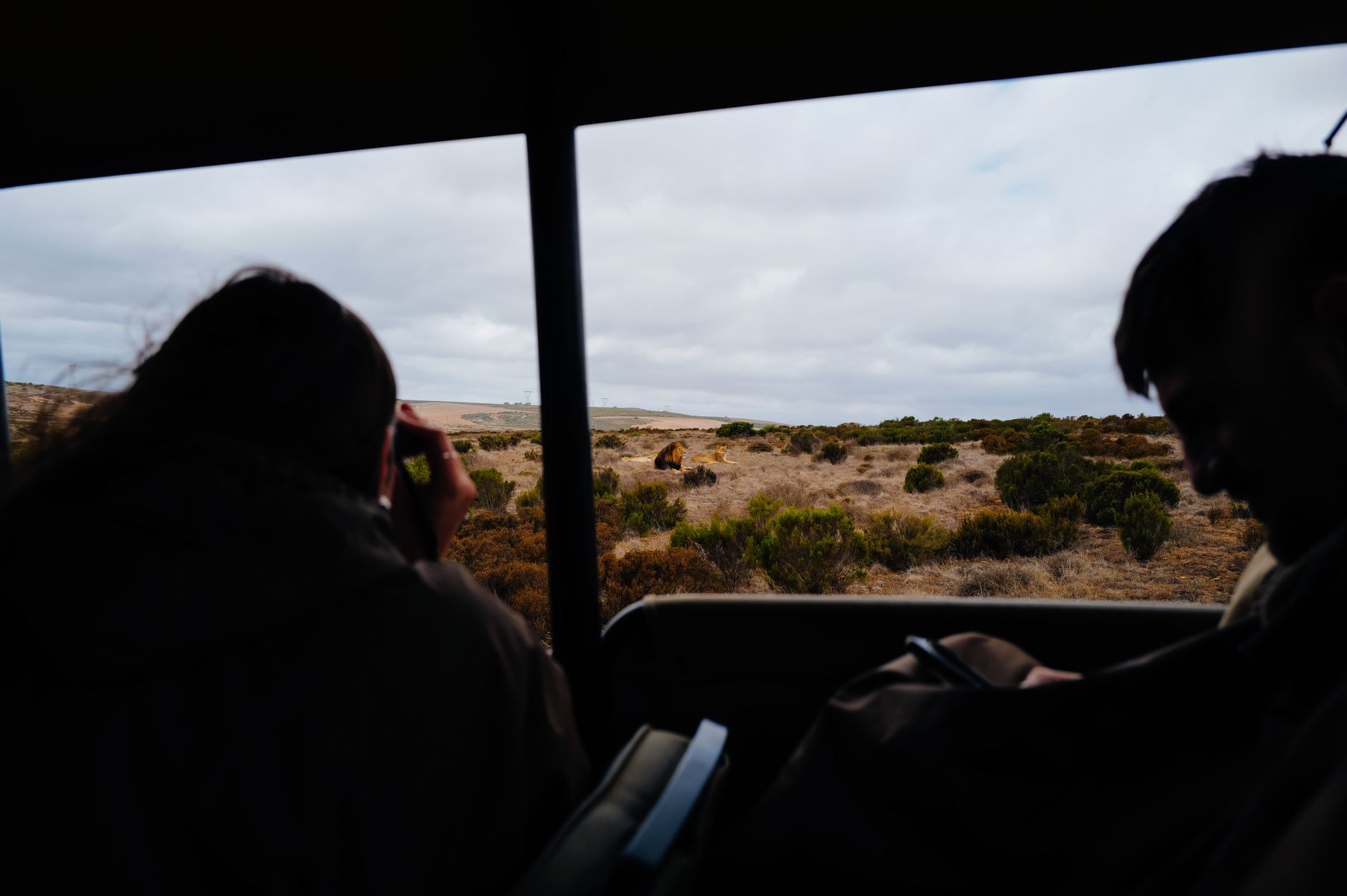 Guests in safari vehicle