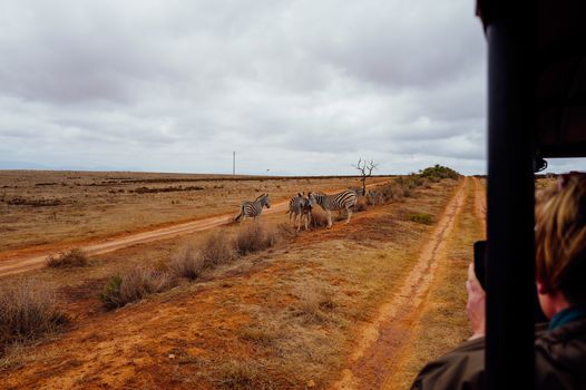 A group of zebras in the wild on a safari with tourists observing from a vehicle.