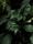 green leaves