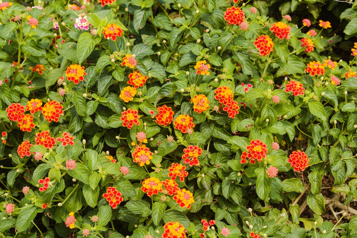Arbusto de lantana (Lantana camara) coberto de flores laranja e vermelhas