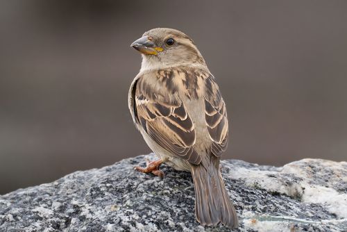Free A detailed view of a female house sparrow perched on a rock in Stamford, Connecticut. Stock Photo