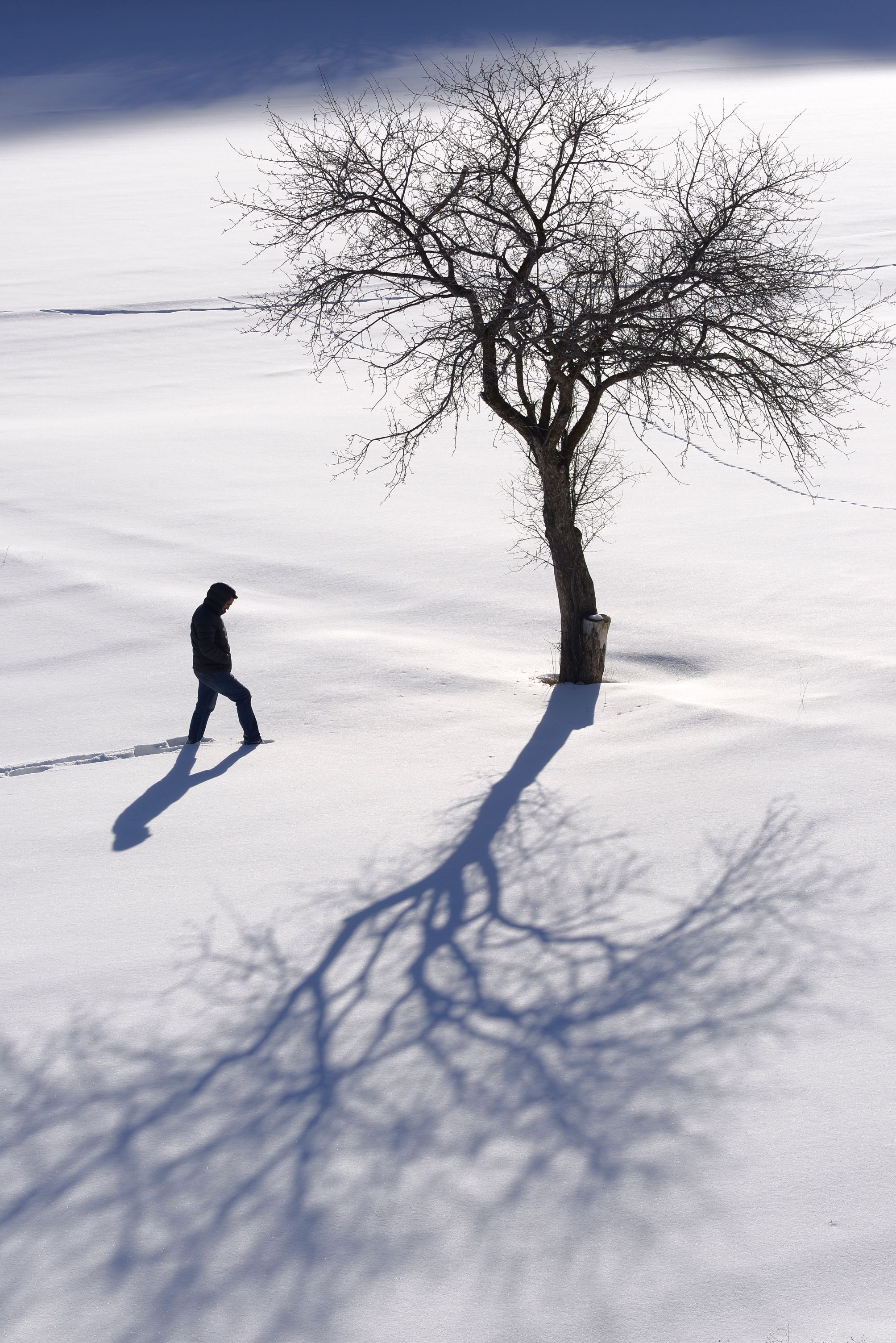 A lone person walks in a snowy field, passing a bare tree casting a long shadow.