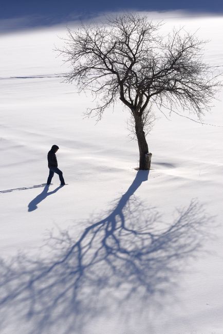 A lone person walks in a snowy field, passing a bare tree casting a long shadow.
