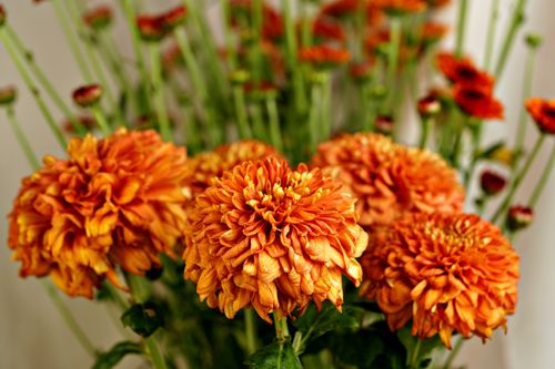 Free Close-up of beautiful orange chrysanthemums showcasing vibrant petals and lush greenery. Stock Photo
