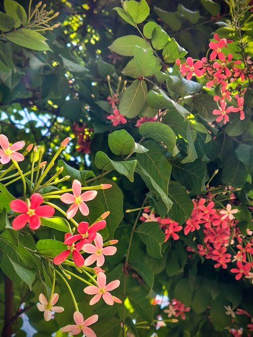 Free A colorful display of Rangoon Creeper flowers with lush green leaves, captured in bright daylight. Stock Photo
