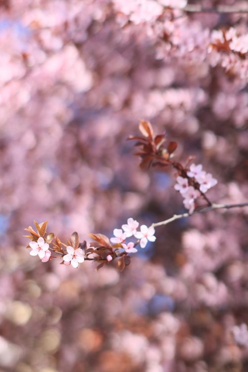 Free Delicate cherry blossoms in focus against a pastel pink blurred background, epitomizing spring beauty. Stock Photo