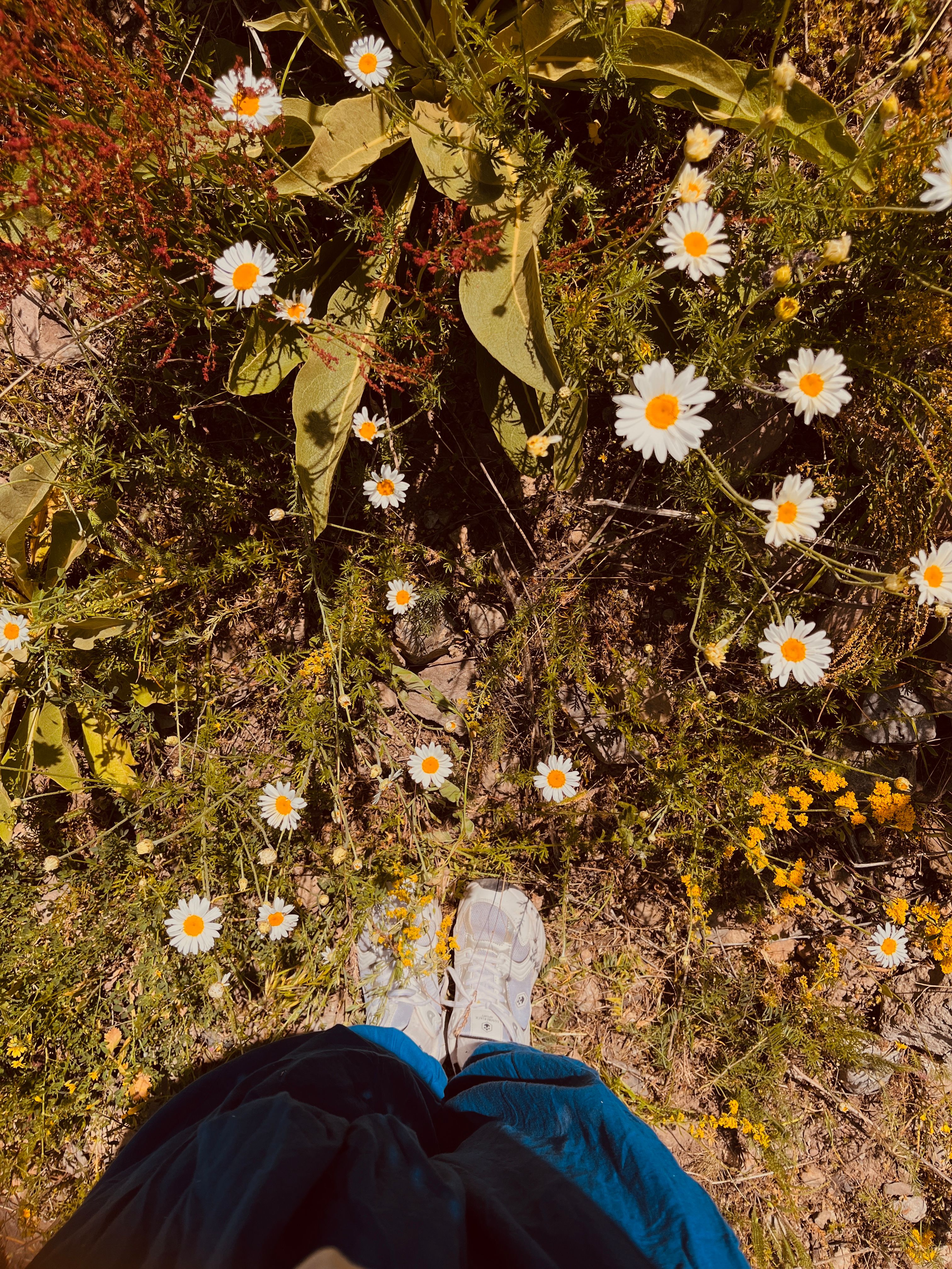 Person Standing in a Field of Wildflowers · Free Stock Photo