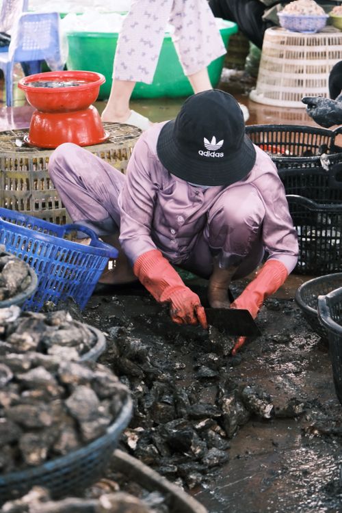 Free A worker in a market cleans oysters, showcasing traditional seafood processing. Stock Photo