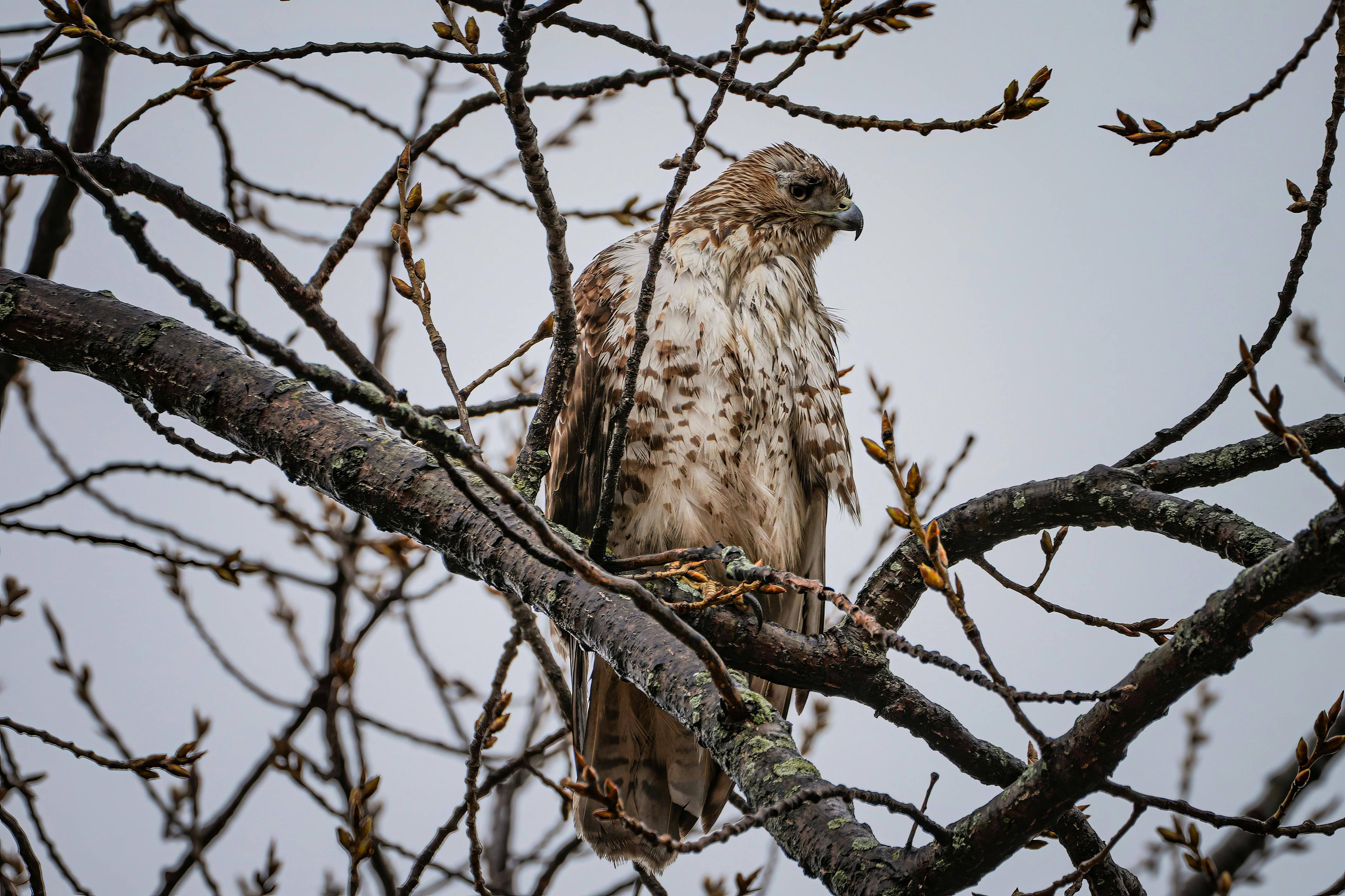 A sharp hawk showing intricate feather detail taken at f/7.1 - aperture for bird photography