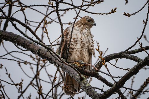 Free A stunning Red-tailed Hawk sits gracefully amidst leafless branches, showcasing natural elegance. Stock Photo