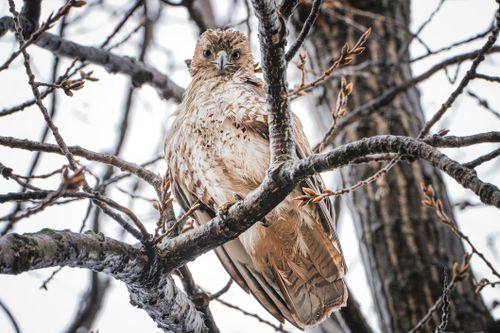 Free Close-up of a red-tailed hawk perched on a bare tree in winter. Stock Photo