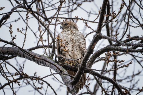 Free A hawk perched among leafless branches, symbolizing nature's beauty and resilience. Stock Photo