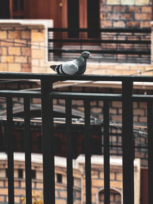 Free Pigeon sitting on a balcony railing with urban building backdrop, showcasing city wildlife. Stock Photo