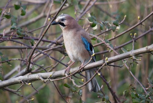 Free Close-up of an Eurasian Jay on a branch, showcasing vibrant plumage in Gosport, UK. Stock Photo