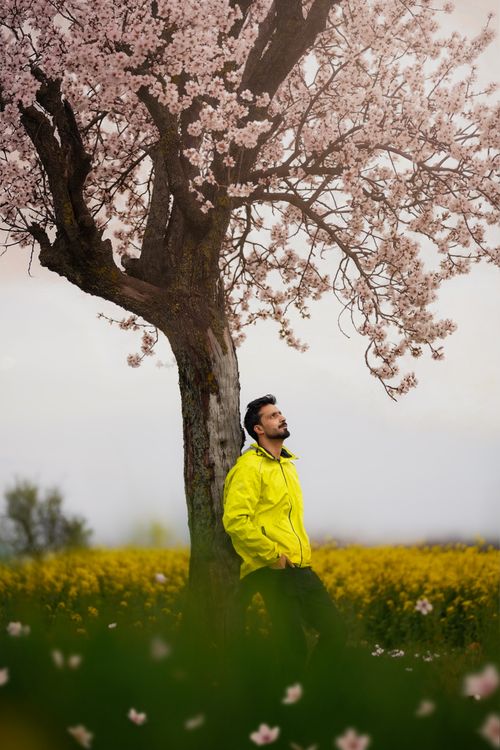 Free A man in a yellow jacket relaxes under a blooming cherry blossom tree in a spring meadow. Stock Photo