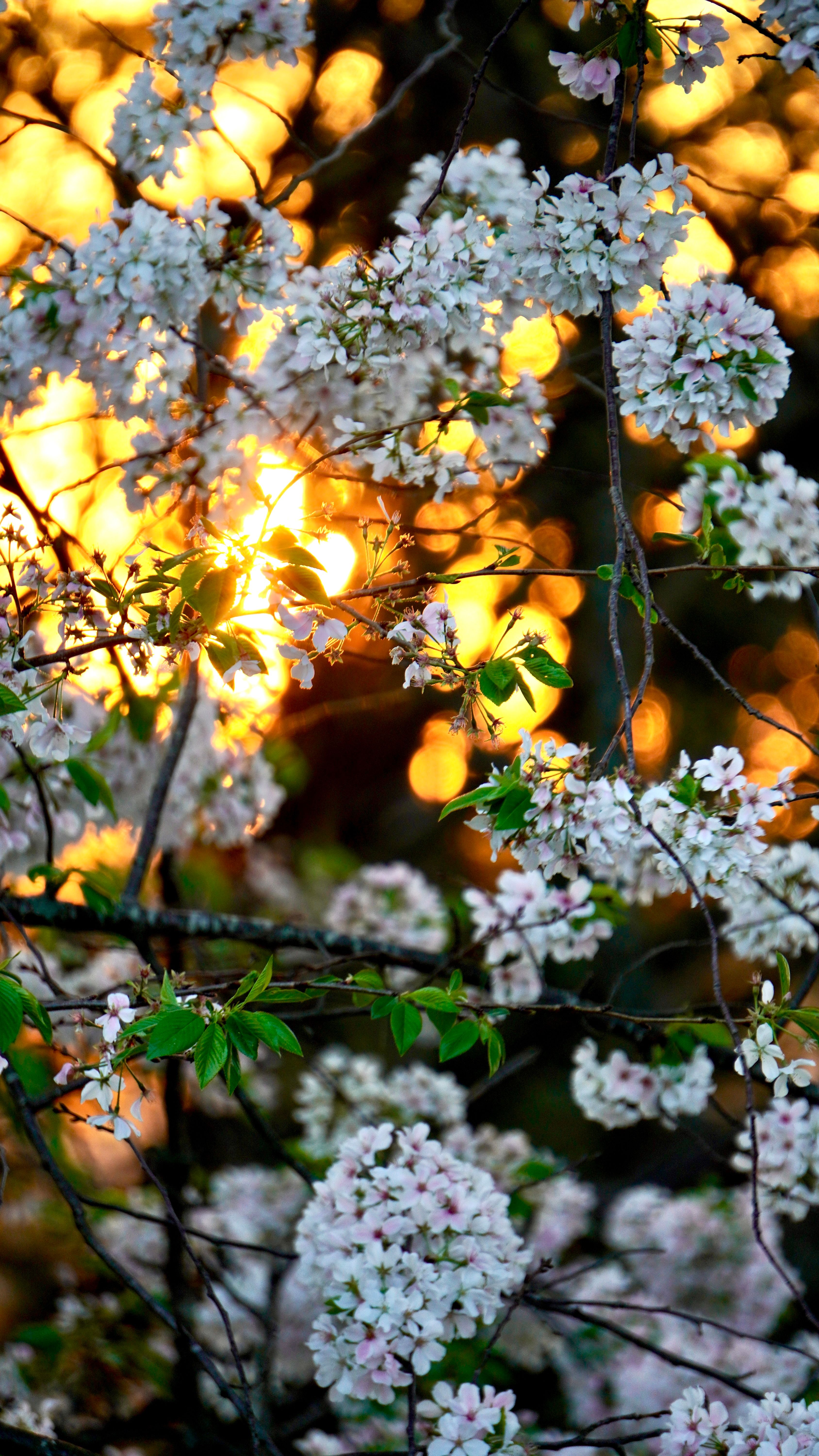 Cherry Blossoms at Sunset with Golden Light · Free Stock Photo