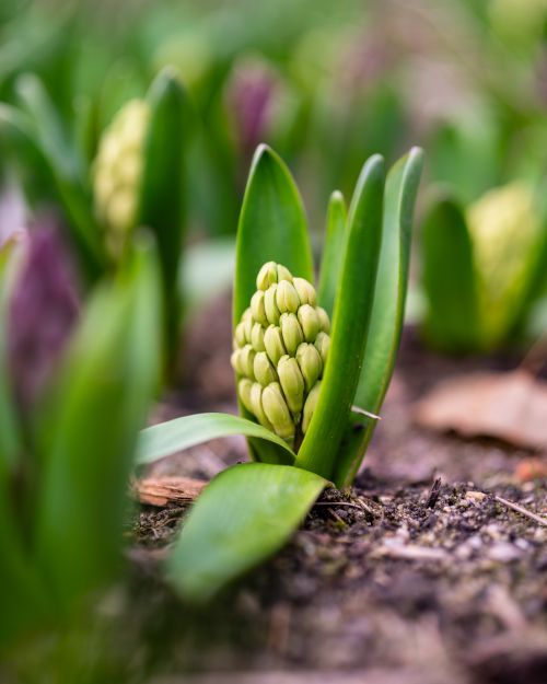 Free Close-up of a budding hyacinth surrounded by fresh green leaves in a spring garden. Stock Photo