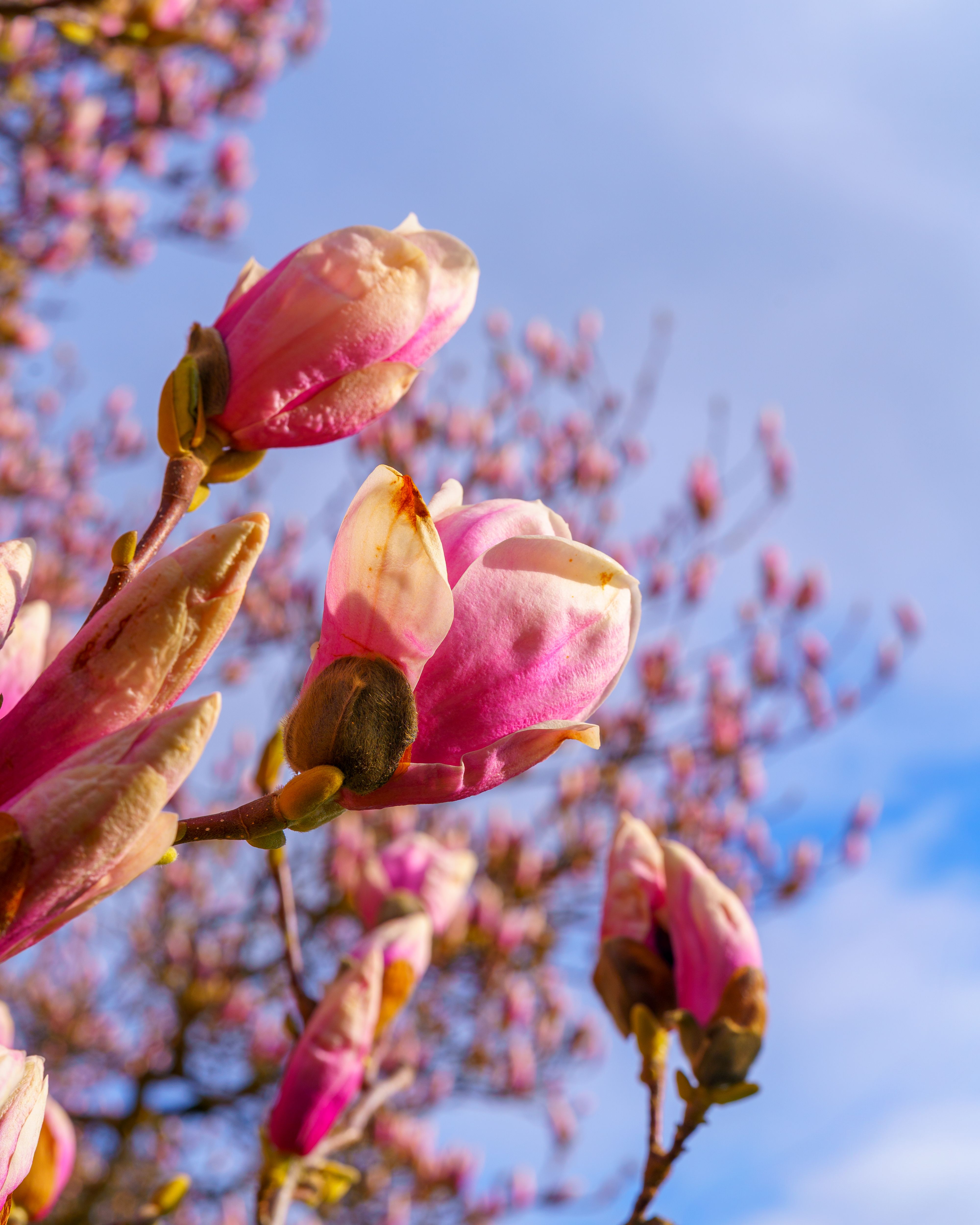 Vibrant Pink Magnolia Blossoms in Full Spring Bloom · Free Stock Photo