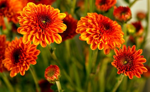 Free Close-up of vibrant orange chrysanthemums showcasing their intricate petals in full bloom. Stock Photo