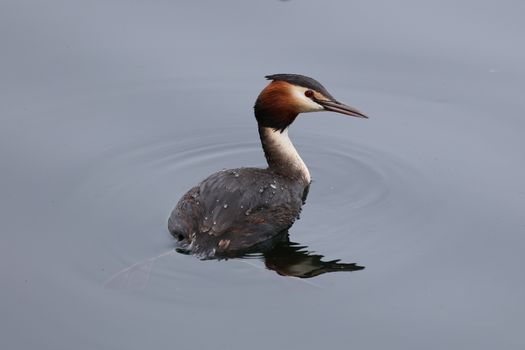 A Great Crested Grebe swimming gracefully on a tranquil lake in England, showcasing its elegant plumage.