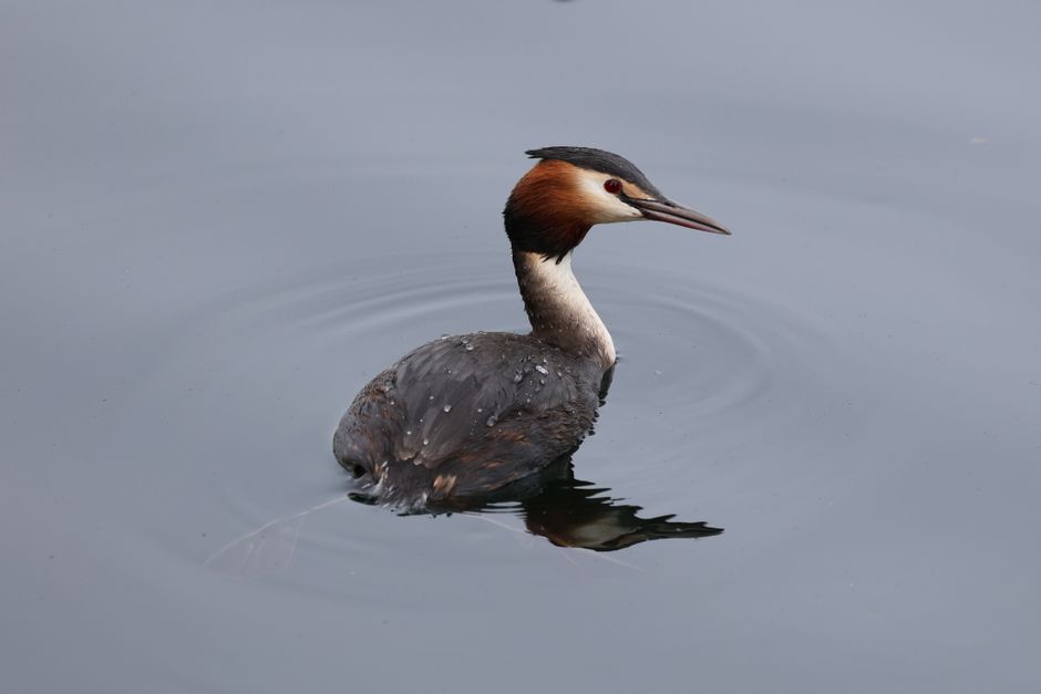 A Great Crested Grebe swimming gracefully on a tranquil lake in England, showcasing its elegant plumage.